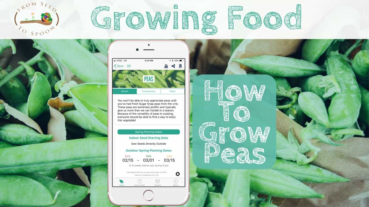 peas-how-to-grow-and-when-to-plant-in-your-backyard-or-patio-garden-from-seed-to-spoon