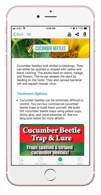 How to: Manage Cucumber Beetles in Your Garden – From Seed to Spoon ...