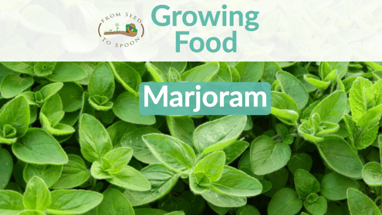 marjoram