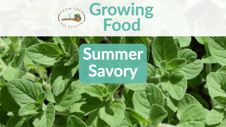 summer savory