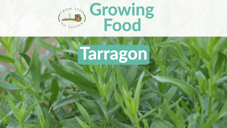 tarragon