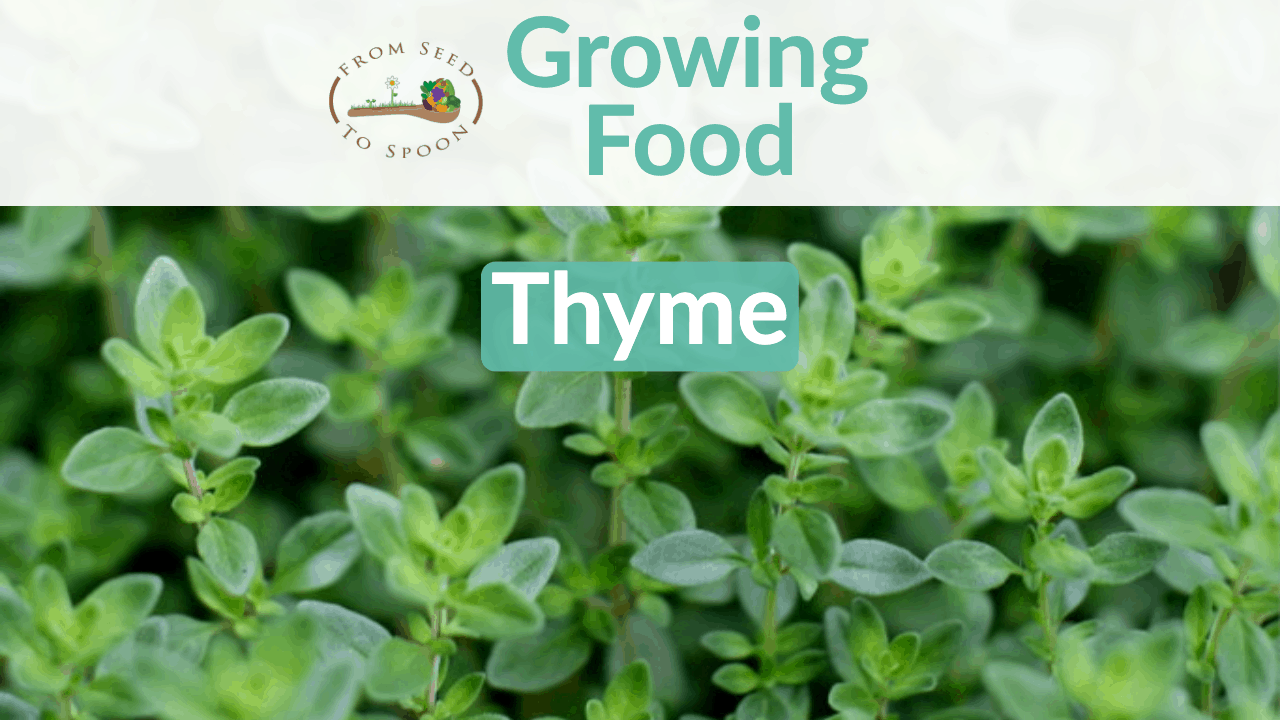 growing thyme