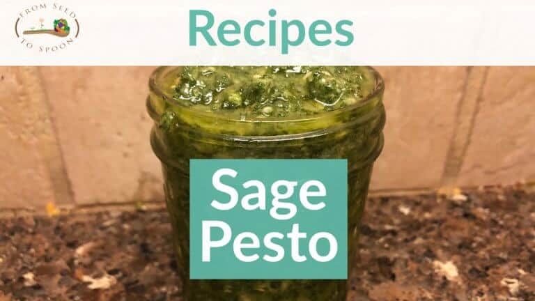 Sage Pesto recipe