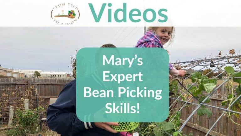 Watch Mary’s Expert Bean Picking Skills