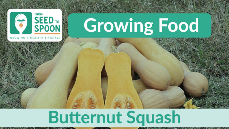 butternut squash