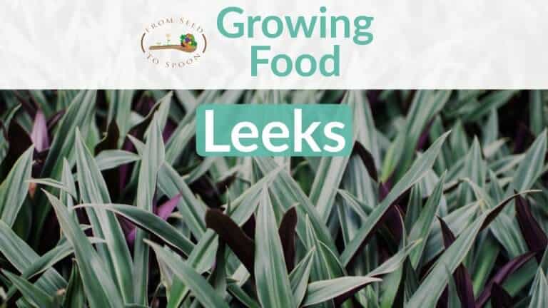 Leeks blog post