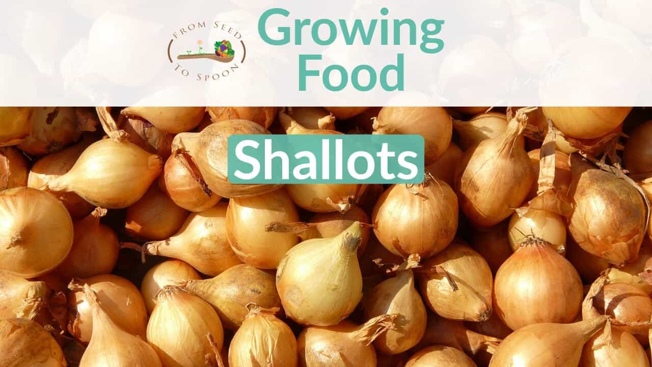 How to Grow Shallots - Organic Gardening Blog