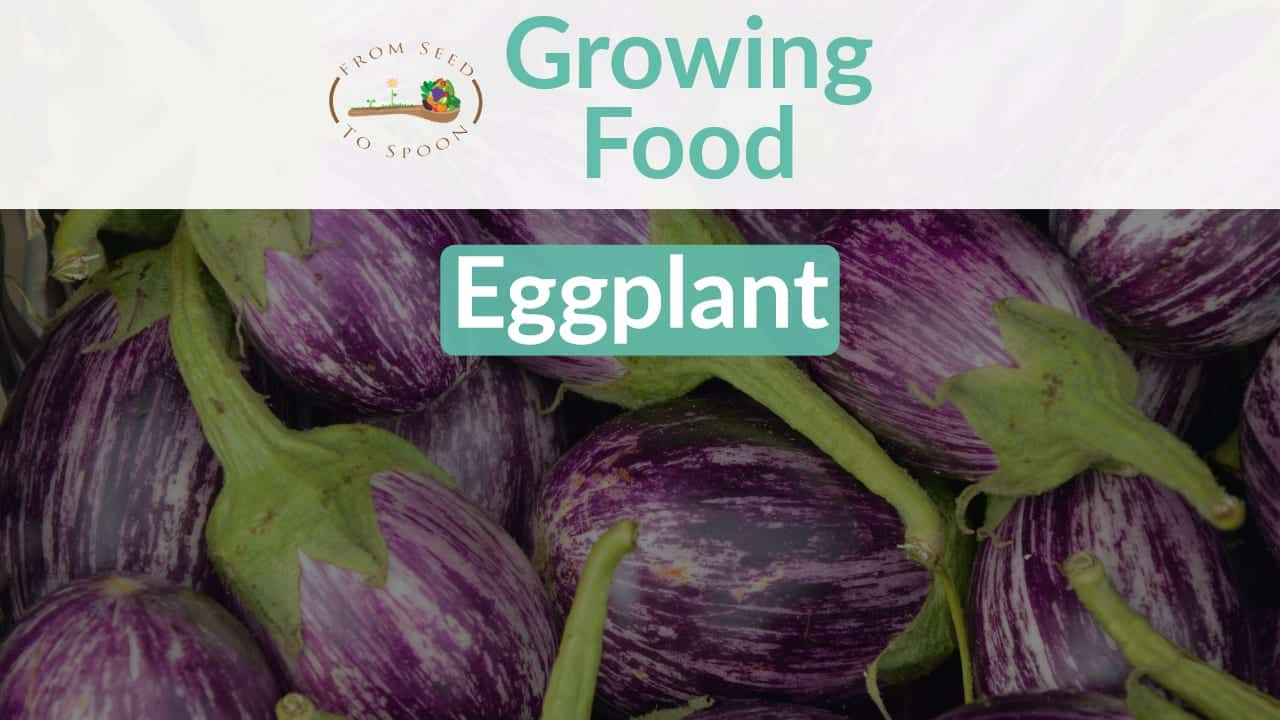 What Not To Plant Next To Eggplant - Zucchini Companion Plants