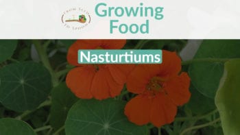 Nasturtiums: How to Grow and When to Plant in Your Backyard or Patio