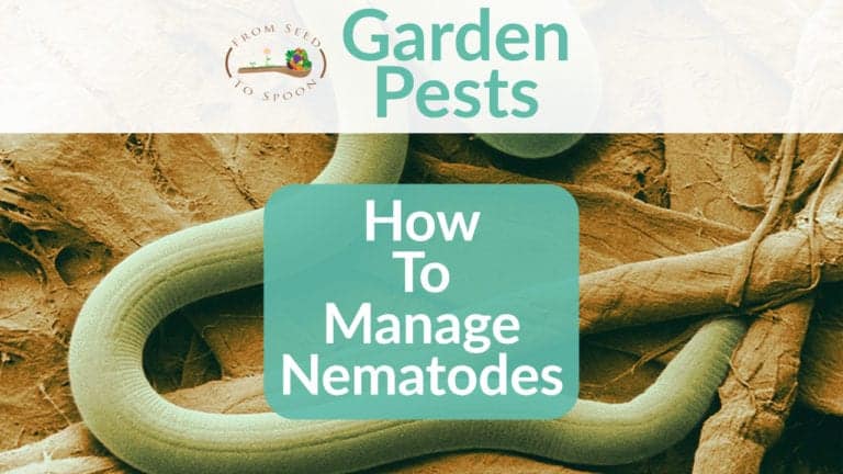 Nematodes blog post