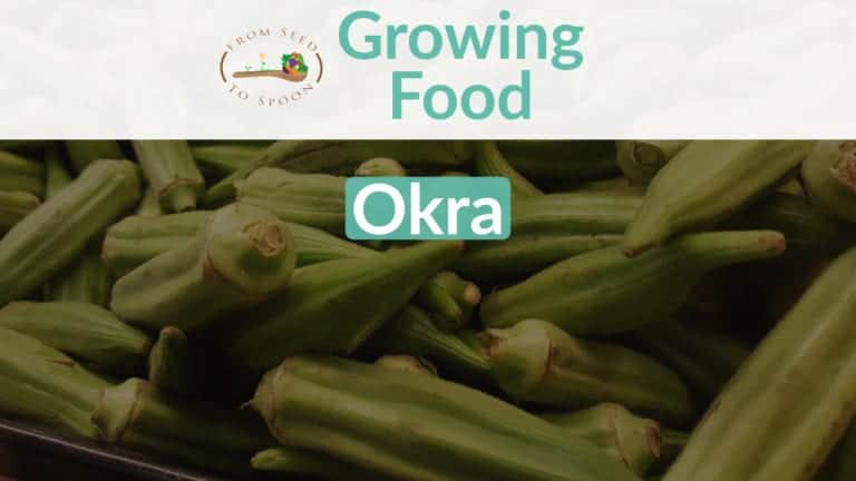 Okra blog post