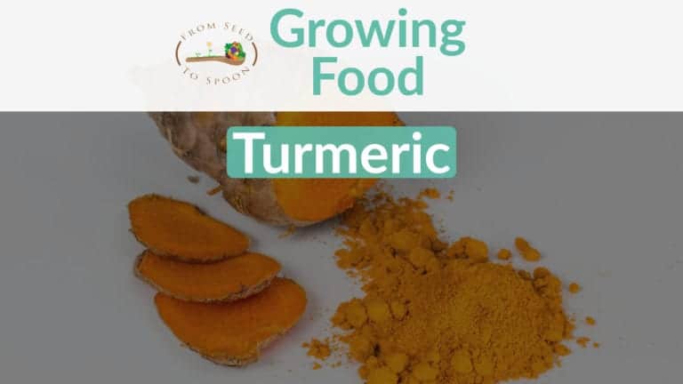 Turmeric blog post