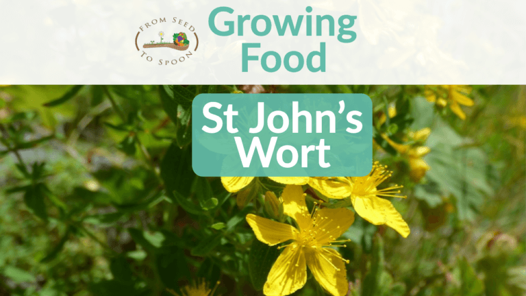 St John’s Wort blog post