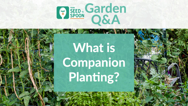 Q&A_ Companion Planting