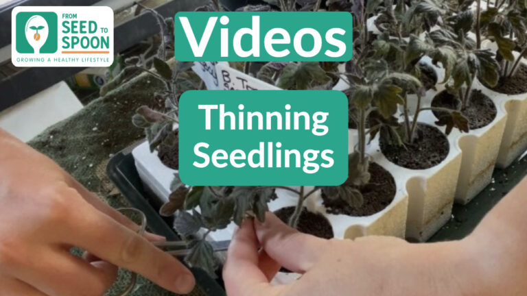 chopped seedlings