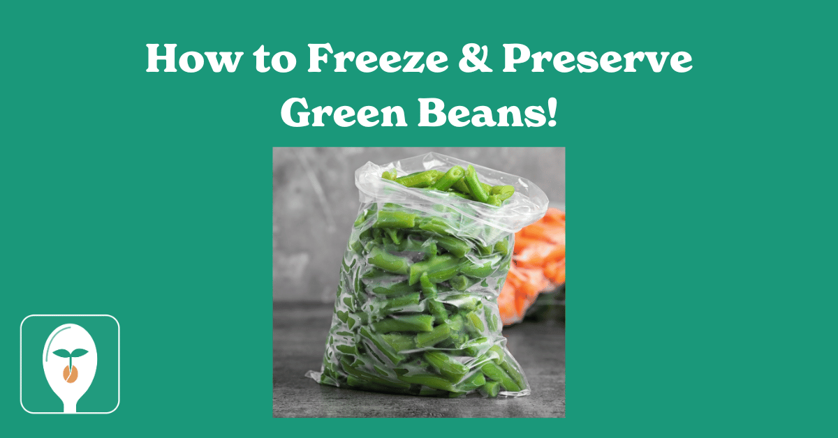 freze green beans