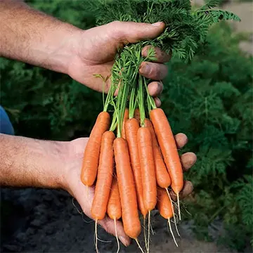 Carrots