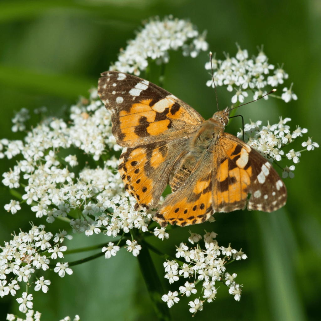 yarrow butterfly