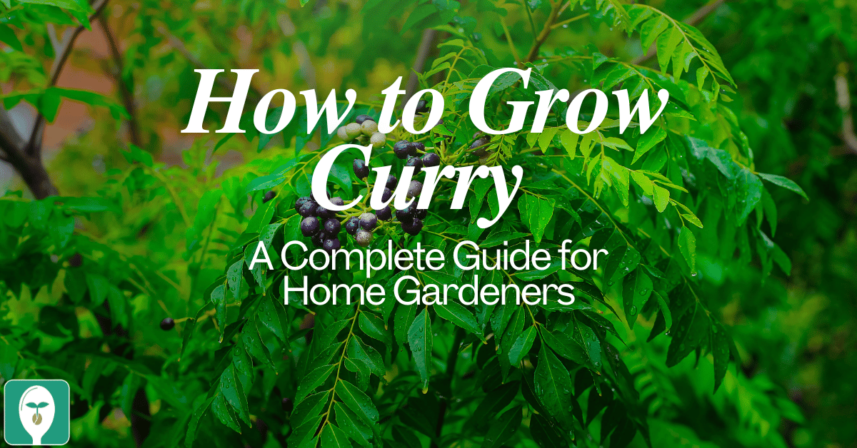 how to grow curry