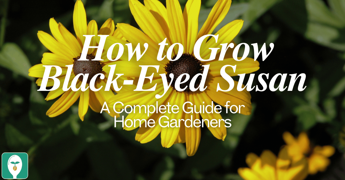 how to grow black eyed susan