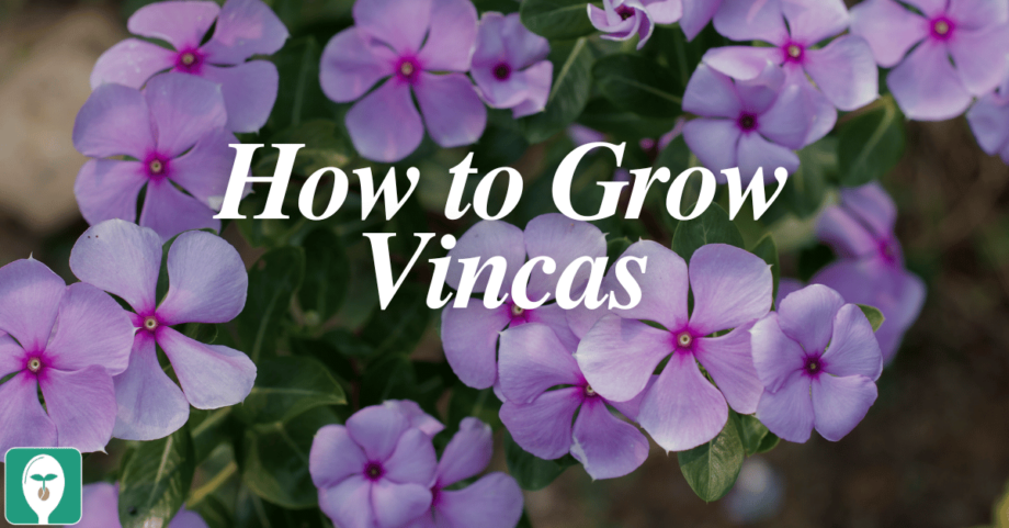 how to grow vincas